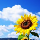 SUN플라워 이미지
