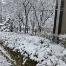 상봉역 미용실 바오헤어 다시 젊어진 염색 후기