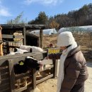 새마을농장 | 강릉 동물원 대관령아기동물농장 체험 가능한 이색데이트 코스