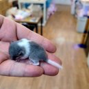 미니펫스토리 이미지