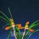 청실홍실 이미지