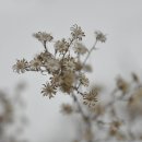 사화로 이미지