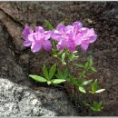 모산3 Daum카페