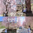 거창군남상면임불보건진료소 | 경남 거창 수양벚꽃 명소 임불마을 대구 근교 능수벚꽃 가는 방법, 위치, 꿀팁