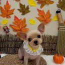 쁘띠아키 이미지