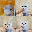 오도꾸 애견샵 이미지