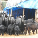 시골흑염소 이미지