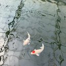 세종시 가볼 만한 곳, [베어트리파크] 동물먹이주기 체험이 있는 아이와 가볼 만한 곳, 주말 나들이...