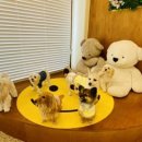 댕구르르 유치원 이미지