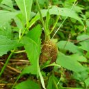 늘푸른게스트하우스 이미지