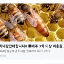 왕대 이미지