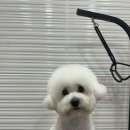 엘린퍼피 이미지