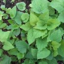 원영농장 이미지