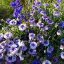 행복한 꽃그림(천아트) 이미지