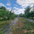 강림면339 이미지