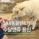 온앤올 | 6살 아이랑 용인 실내동물원, 수달앤쥬 다녀 온 후기(feat.동물먹이주기)