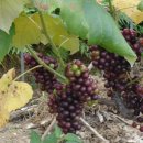 포도향기 이미지