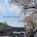 카페비엔 | 진해 해군사관학교 벚꽃 구경 후 들린 감성카페 로이비엔커피 솔직후기🌸 [내돈내산]