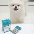 제라펫 | 펫생각 리포좀 후코이단 프로 후기｜흡수율·임상·항산화까지 고려한 프리미엄 면역 보조제