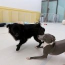 댕편한세상 이미지