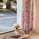 그루밍공방 이미지