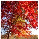 단풍나무 이미지