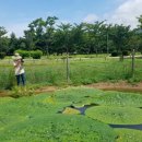 낙동강관리본부 맥도생태공원 2 이미지