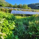 넝쿨 태양광발전소 이미지