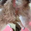 뽀송 애견미용 이미지