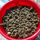 시골다슬기 이미지