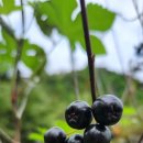 아로니아민박 이미지