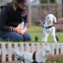 아기염소 이미지