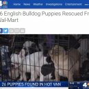 (주)펫투데이 이미지