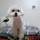 내곡동279 | [강릉 강아지 미용, 가위컷] 친절했던 말티즈 썸머컷! 후기 '쭌앤독'