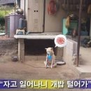 개밥도둑