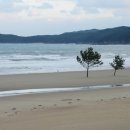 바다소나무 이미지