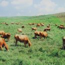 지리목장 이미지