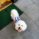 칼리도파파
