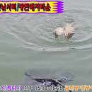 20240813 광탄낚시터/광탄레저타운 파주어부 낮낚시/짬낚시 월척붕어/붕어 쌍걸이까지 4시간 입어 중 13수 입질, 챔질, 랜딩 이미지