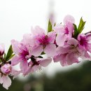 고향의 봄 이미지