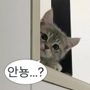 [천안] 아기들이 좋아하는 키즈카페 / 백석동 톤톤프리미엄키즈카페