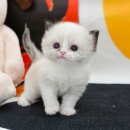 미유펫 강아지분양 고양이분양 김포점 이미지
