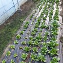 학교농장 이미지