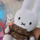 인형천국 - 달서구 월곡로 253 | 대전 월평동 COCO 인형뽑기방 희귀 인형 천국! 솔직 후기 및 뽑기 꿀팁