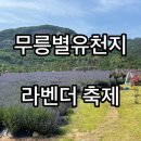 2025 라벤더축제 무릉별유천지 라벤더 개화 상황 후기