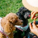 들안길애견펜션 이미지