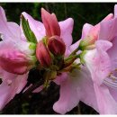 연분홍민박 이미지