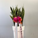 장암화원 이미지
