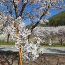 임곡리 | 경북 영주 벚꽃놀이, 콩세계과학관 부석사 근처 숨겨진 명소 (4월 11일 만개)