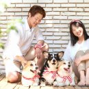 스튜디오코기 이미지